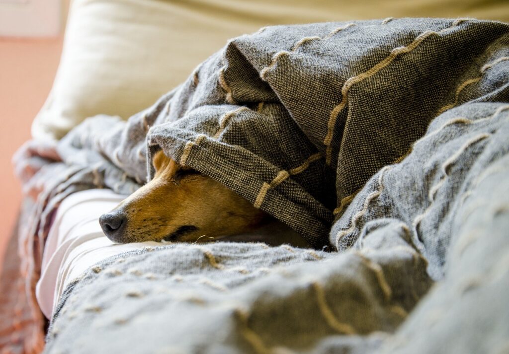 dogs, animals, nature, dog, pets, pet, animal, mammals